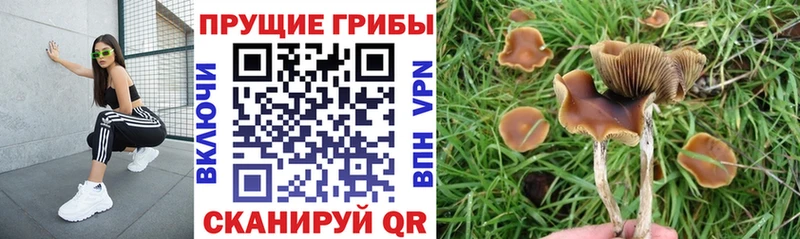Псилоцибиновые грибы GOLDEN TEACHER Комсомольск